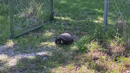 Tortoise Finds Greener Grass on Other Side of Gate