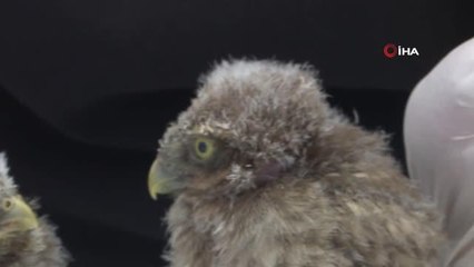 Yuvalarından düşen yavru kuşlara zefkat eli uzatıldı