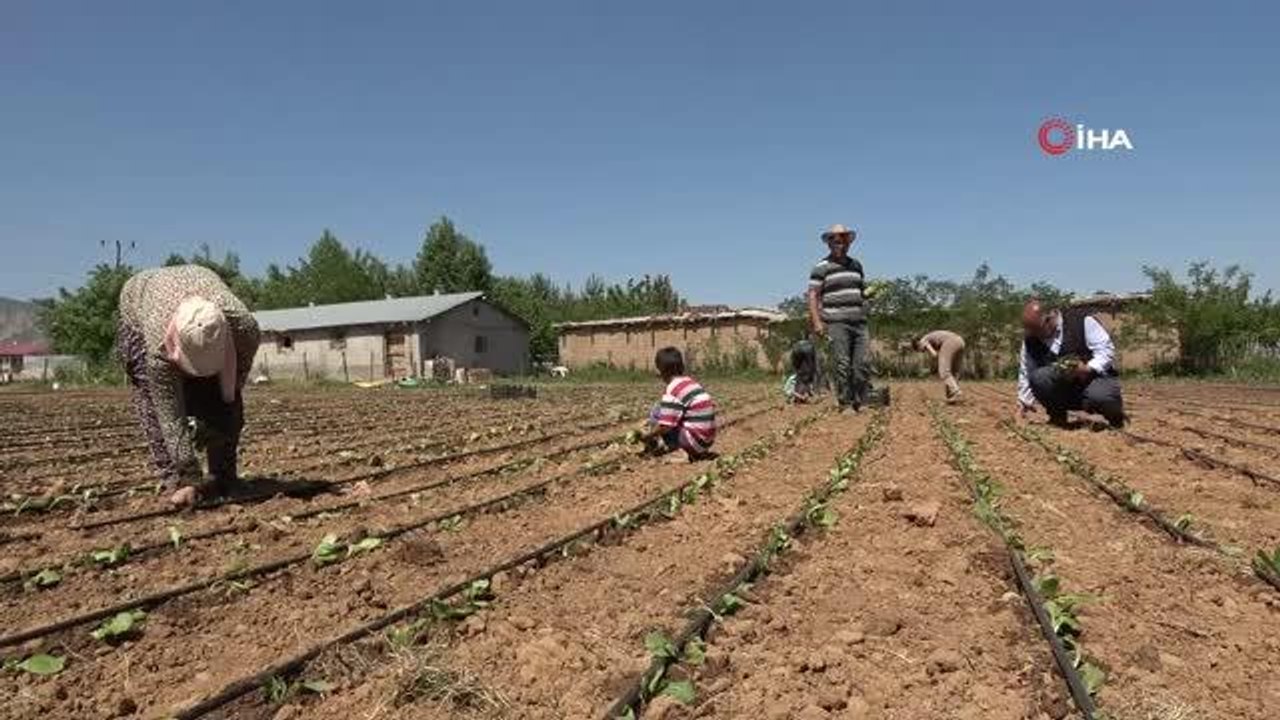 2021'de 150 bin ton tütün elde edilmesi bekleniyor