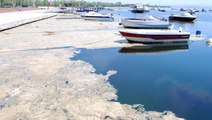 Bakan Kurum, Marmara Denizi'ni kaplayan deniz salyasının oluşmasının 3 nedenini sıraladı