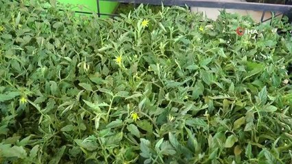 Vatandaşlardan domates ve biber fidelerine yoğun ilgi