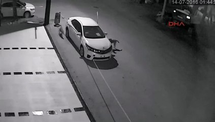 Sokak köpekleri arabayı paramparça etti