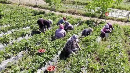 Kendine özgü aroması ve rengiyle ünlü Buldan çileğinde hasat başladı