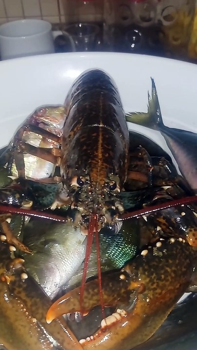 Lobster - Istakoz