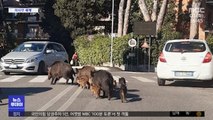[이 시각 세계] 이탈리아, 툭하면 출몰하는 야생 멧돼지 골치
