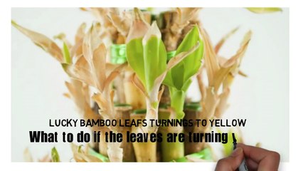 Lucky Bamboo Plant Leaves Turning Yellow