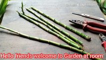 How To Curve & Shape Lucky Bamboo. Lovely Design Of Lucky Bamboo. Bamboo Craft #Luckybamboo #लकीबंबू
