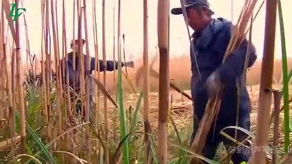 Reed Fence Manufacturing - Likefence