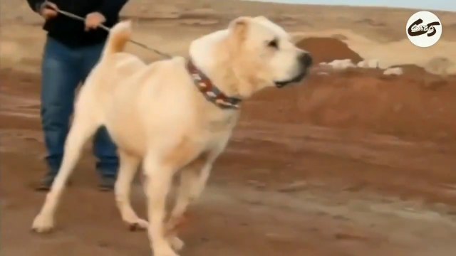 4 PERROS PODEROS que pesan 100 KILOS - Perros GIGANTES