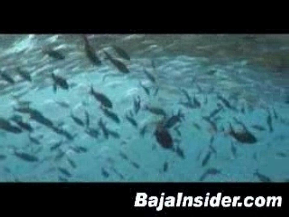 Giant Mantas in the Sea of Cortez