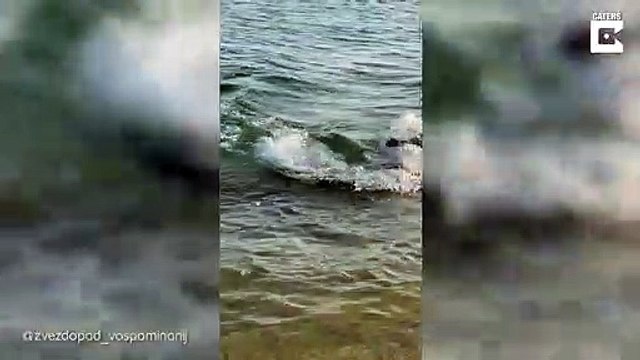 Dolphin Swims Close To Shore And Plays With Dog