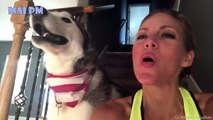 Husky Dog Is The Best Comedian   Funny Husky Dogs Video Compilation
