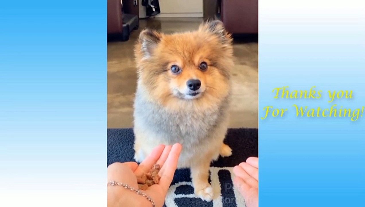 Cute Pets And Funny Animals video Compilation #2