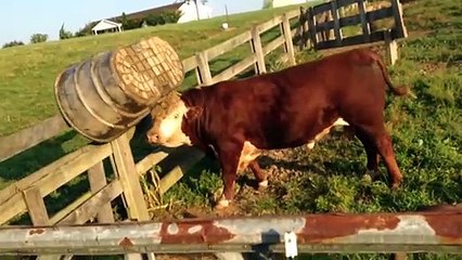 The Funniest Farm Animals Home Video Bloopers Of 2017 Weekly Compilation | Funny Pet Videos