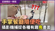 手掌上五穀餐廳隨便吃！相機捕捉各種有趣「鳥」畫面