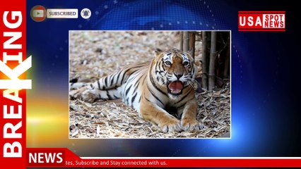 Notorious poacher who killed dozens of tigers caught after 20-year hunt