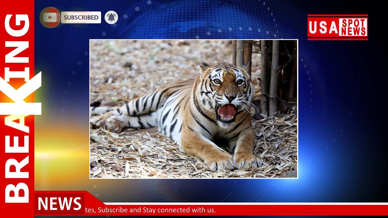 Notorious poacher who killed dozens of tigers caught after 20-year hunt