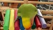 Funny Parrots Videos Compilation Cute Moment Of The Animals - Cutest Parrots #53 - Compilation 2021
