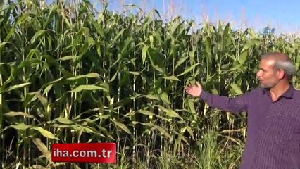 Mısırları bir gecede kayboldu!