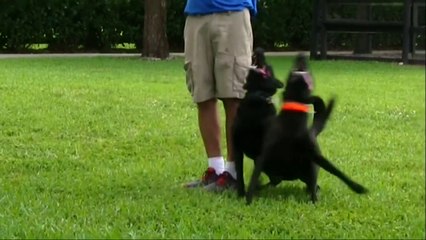 Transform Your Dog with Amazing Training Tips 🐶