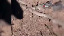Çıngıraklı engerek yılanı tavşanı böyle avladı