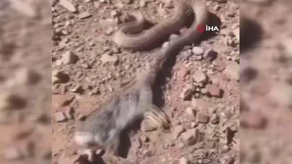 Çıngıraklı engerek yılanı tavşanı böyle avladı