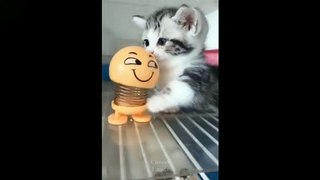 Most cute and best funny videos of pets
