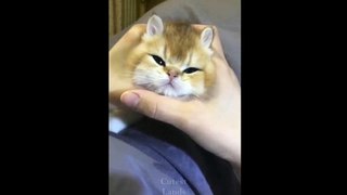Best funny videos of cute pets