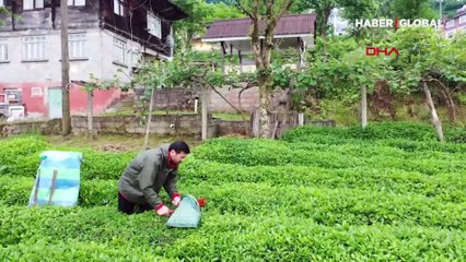 Davut Güloğlu köy hayatına döndü! Çay toplayıp, stres atıyor