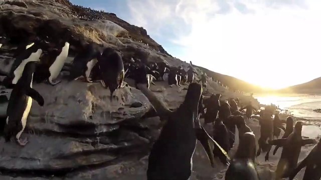 Arriverez-vous à bout de l'énigme des 10 pingouins