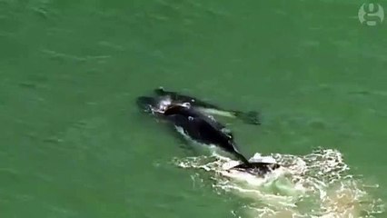 Yavru balinayı annesi kurtardı