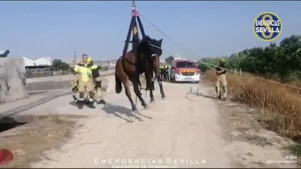 Rescate equino en Sevilla