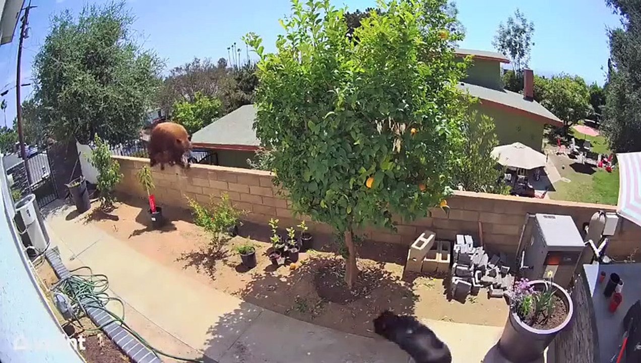 Quand une maman ours protège ses bébés