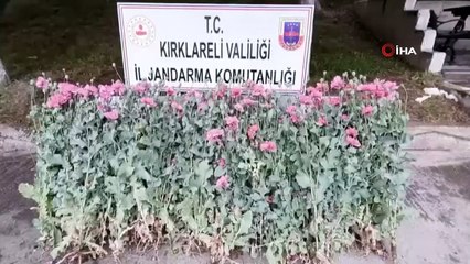 Kırklareli’nde izinsiz ekilen 159 kök haşhaş ele geçirildi
