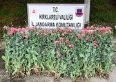 Kırklareli'nde izinsiz ekilen 159 kök haşhaş ele geçirildi