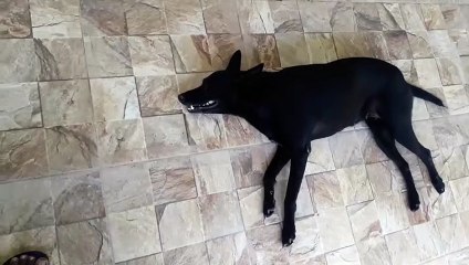Black dog sleeping