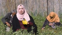 مشاريع حياة في غزة.. فلسطينية تدير مشروعا زراعيا