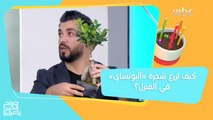 طرق زراعة شجرة البونساي في المنزل