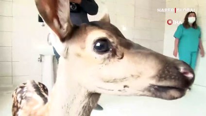 Yavru geyiğin gülümseten kamera sevdası