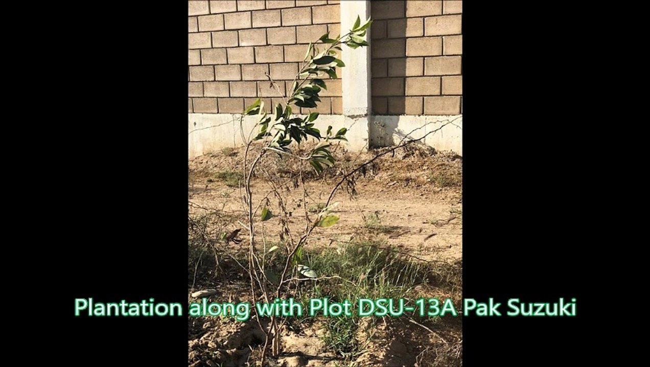 Plantation under CSR by Pak Suzuki
