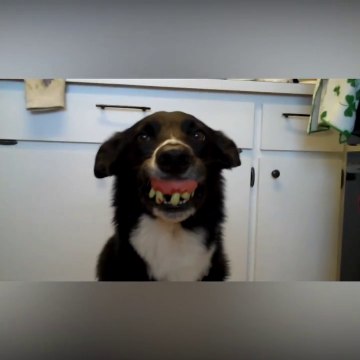 Border Collies idiots