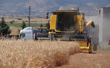 GAZİANTEP'TE, BUĞDAY VE ARPA HASADI BAŞLADI
