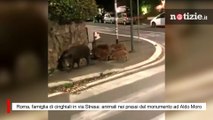 Roma, famiglia di cinghiali in via Stresa: animali nei pressi del monumento ad Aldo Moro