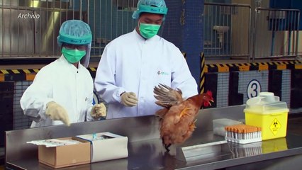 China confirma primer contagio humano de cepa de gripe aviar