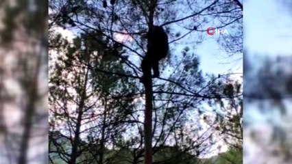 Mahsur kalan yavru kediyi ağaca tırmanarak indirdi