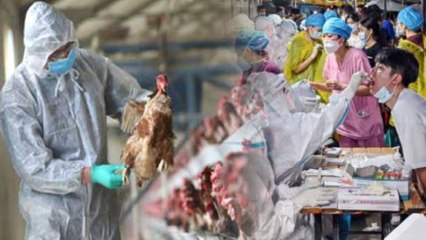 H10N3 Bird Flu - First Human Case In China | Oneindia Telugu