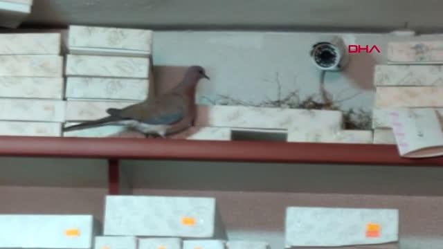 SİVAS MATBAASINA YUVA KURAN KUMRU VE YAVRULARINI KORUMAYA ALDI