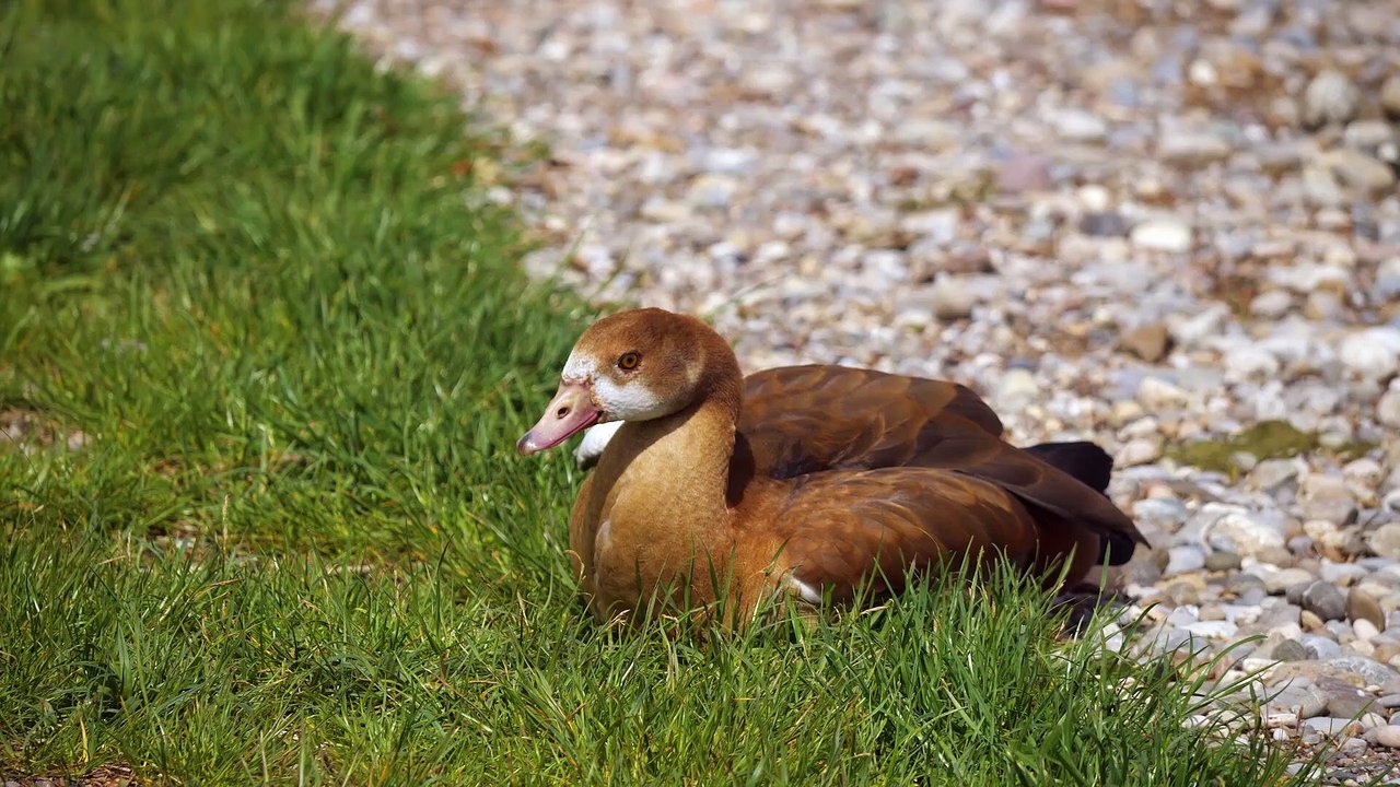 BEST BIRD Secrets You Never Knew