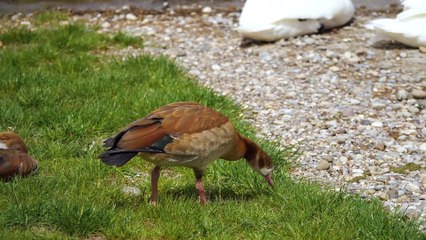 A bird&apos;s life is high