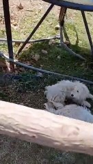 Kirli su tüketmek zorunda kalan ve yetkilerin ilgilenmediğini söyleyen köylüler: Hangi milletvekili, belediye başkanı bu suyu çocuklarına içirir?